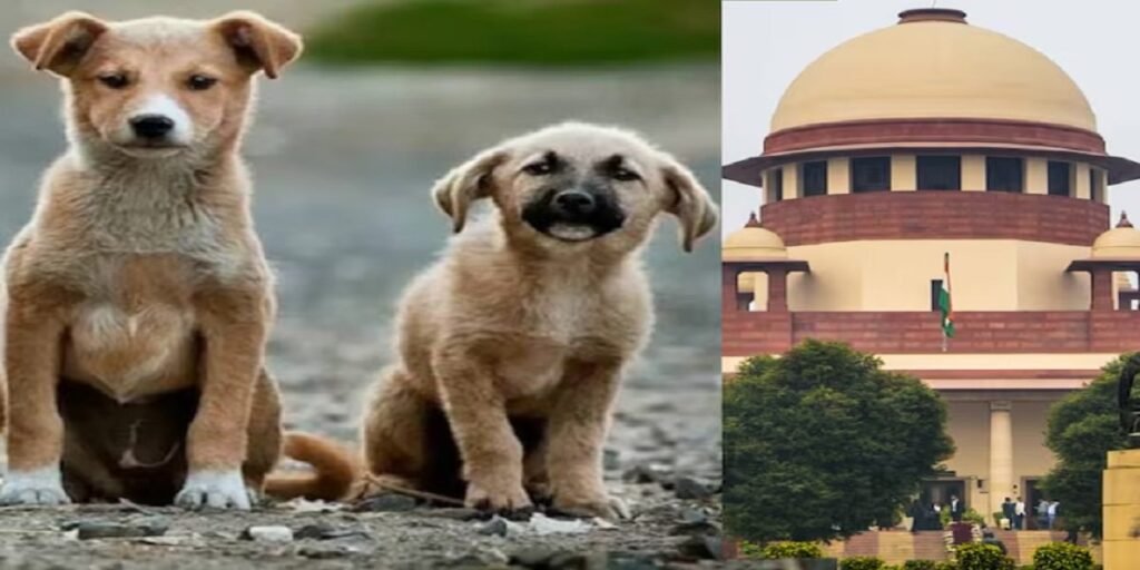 सुप्रीम कोर्ट का आवारा कुत्तों को हटाने का फैसला पलट जाएगा? जानें CJI गवई ने क्या कहा