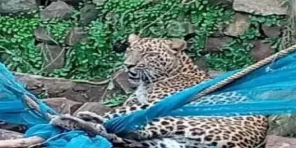 मुर्गी खाने के चक्कर में तार में फंसा तेंदुआ, वन विभाग की टीम मौके पर