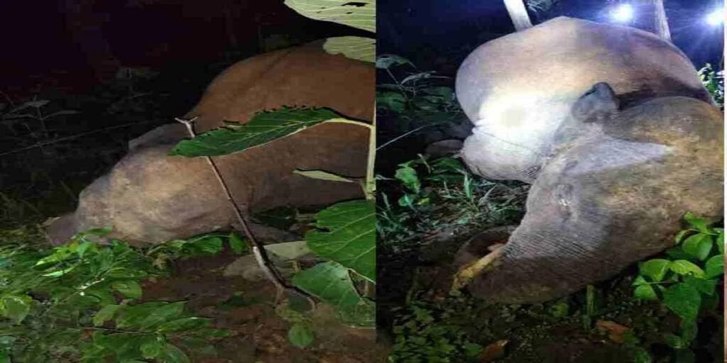 करंट की चपेट में आने से हाथी की मौत, किसान ने फसल बचाने लगाई थी बिजली तार